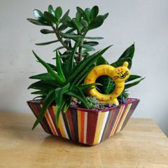 Sansevieria trifasciata 'Hahnii', crassula succulent plant arrangement in the ceramic pot