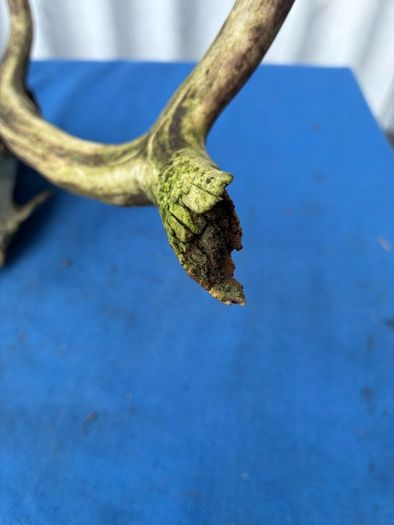 Deer skull and horns