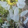 Eucalyptus tree evergreen Image 2