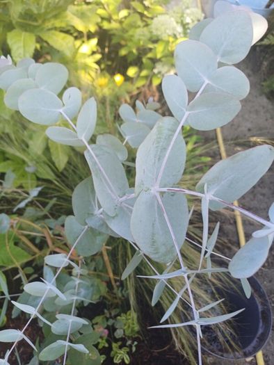 Eucalyptus tree evergreen
