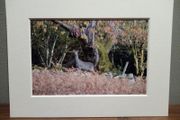 Mounted Original Photography - Wicklow Deer