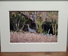Mounted Original Photography - Wicklow Deer