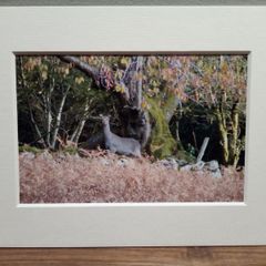 Mounted Original Photography - Wicklow Deer