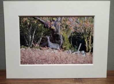 Mounted Original Photography - Wicklow Deer