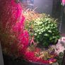 planted tank 250 liter Image 3