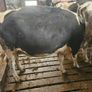 Dairy cows and heifers Image 6