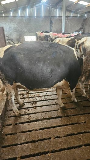 Dairy cows and heifers