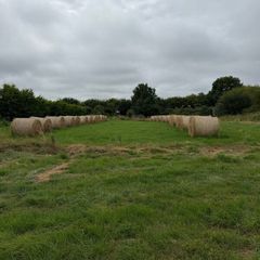 Upland hay bales