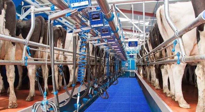 Relief Milker Available
