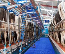Relief Milker Available