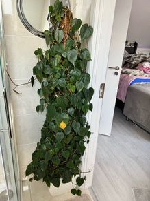 plant with plastic pot and big moss