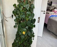 plant with plastic pot and big moss