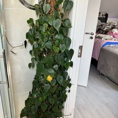 plant with plastic pot and big moss
