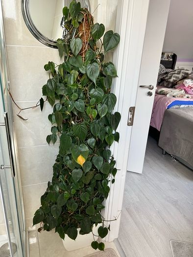 plant with plastic pot and big moss