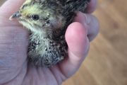 Quail