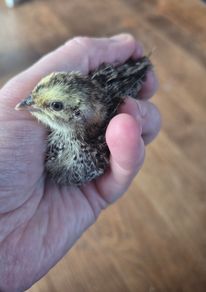 Quail