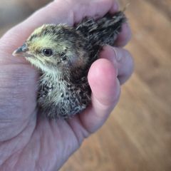 Quail