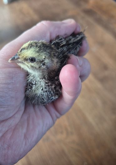 Quail