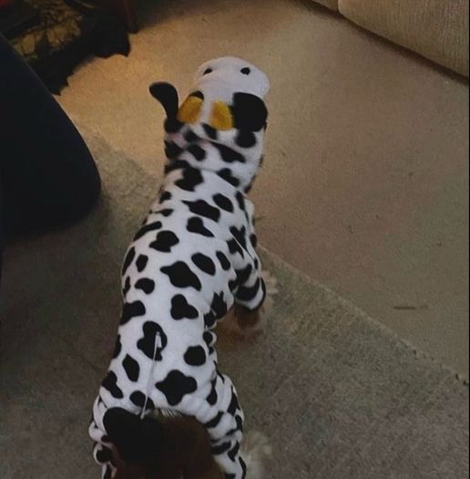 Dog Cow Halloween Costume