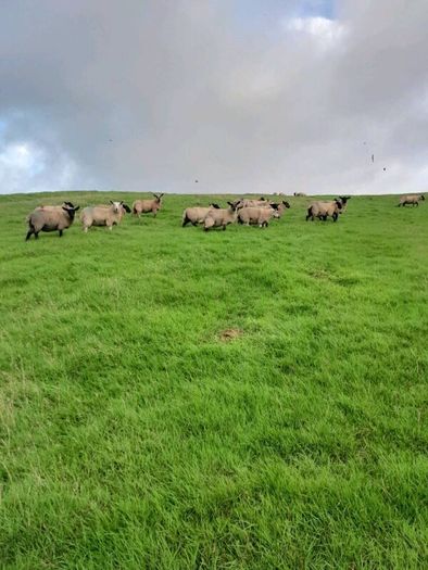 Ewe lambs for sale