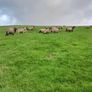 Ewe lambs for sale Image 6
