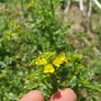 Winter Cress Irish Seeds Image 3
