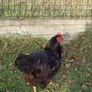 Week old heritage Rhode island red chicks Image 3