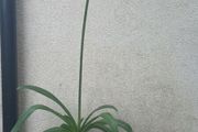 Lily of Nile