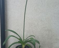Lily of Nile