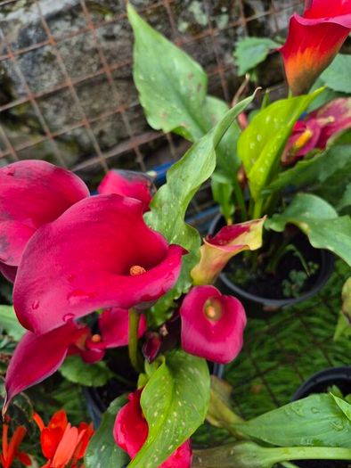 plants for sale