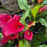 plants for sale Image 5