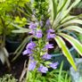 garden plants Image 2