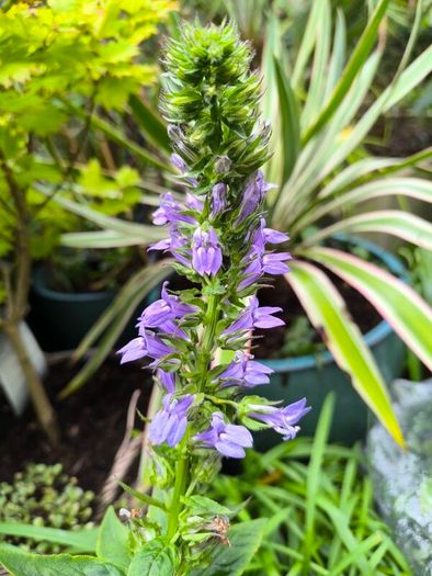 garden plants
