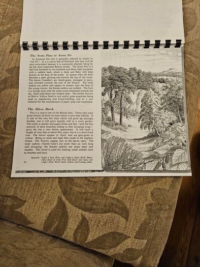 29 ink drawings of various tree species by artist S. R. Badmin. It's in binder form with 29 description of each of the  trees. See photos for same.