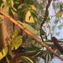 Baby Female Yemen Chameleon 3 Months Old Image 5