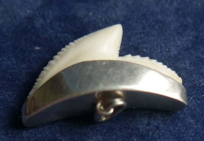 Vintage Sterling Silver Mounted Sharks Tooth Pendant