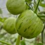 (T) Tomato Ananas seeds 0.1g (111107) Image 5