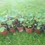 Physalis Seeds Image 8