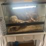 Reptile tank Image 3