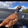 taxidermy pheasant Image 3