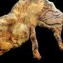Vintage Taxidermy Stole  A. Rohu & Son Dublin Image 7