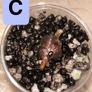 Mystery corms ( read description) Image 3