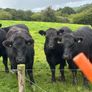 14 PBR Angus Maiden Heifers Image 4