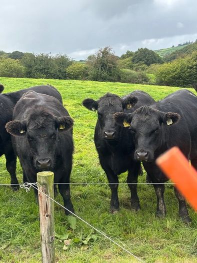 14 PBR Angus Maiden Heifers