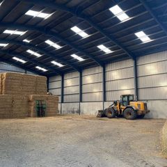 Hay Straw Beet