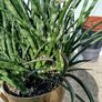 house plant Image 2