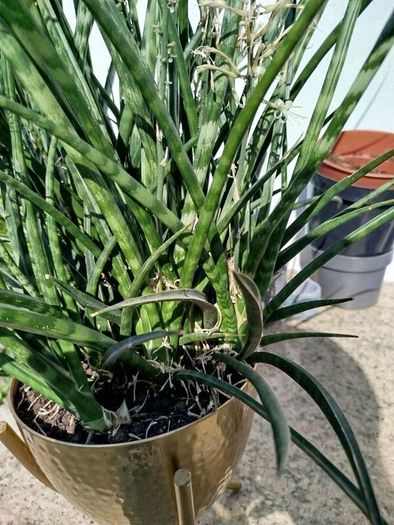 house plant