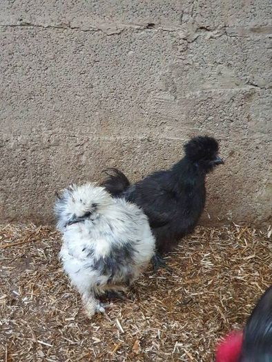 Usa Silkie Chicks And Fertile Eggs