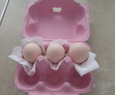 poultry