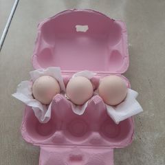 poultry